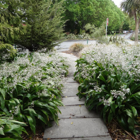 rock lily flower Arthropodium cirratum – Mountain View Nursery