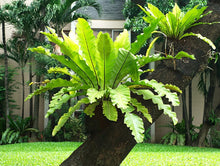 Load image into Gallery viewer, Asplenium australasicum