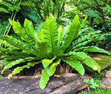 Load image into Gallery viewer, Asplenium australasicum
