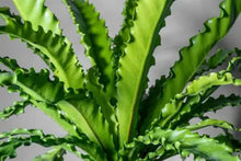 Load image into Gallery viewer, Asplenium nidus Crispy Wave