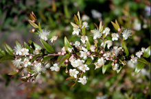 Load image into Gallery viewer, Austromyrtus dulcis Midyim Berries Bush Tucker