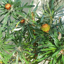 Load image into Gallery viewer, Banksia formosa