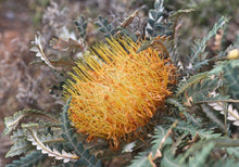 Load image into Gallery viewer, Banksia formosa