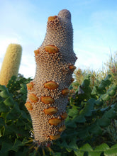 Load image into Gallery viewer, Banksia grandis