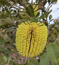 Load image into Gallery viewer, Banksia lehmanniana