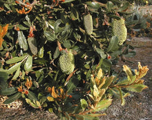 Load image into Gallery viewer, Banksia lehmanniana