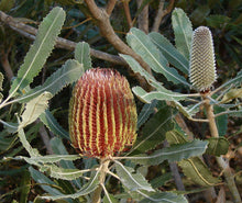 Load image into Gallery viewer, Banksia menziesii Dwarf