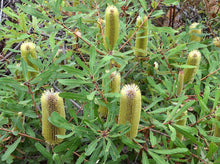 Load image into Gallery viewer, Banksia oblongifolia
