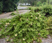Load image into Gallery viewer, Banksia serrata Pygmy Possum