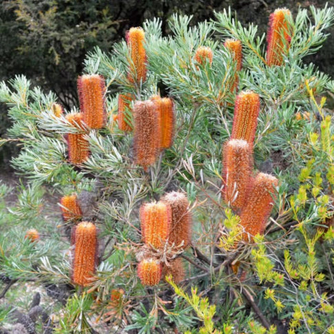 honey pots plant Banksia spinulosa Honey Pots – Mountain View Nursery