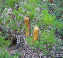 Load image into Gallery viewer, Banksia spinulosa var. spinulosa