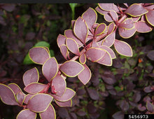 Load image into Gallery viewer, Berberis thunbergii Rosy Glow