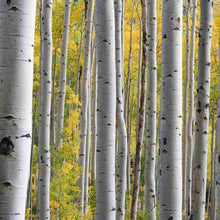 Load image into Gallery viewer, Betula pendula Alba