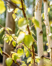 Load image into Gallery viewer, Betula utilis Jacquemontii Himalayan Birch