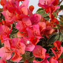 Load image into Gallery viewer, Bougainvillea Bambino Miski