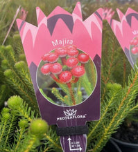 Load image into Gallery viewer, Brunia stokoei Majira