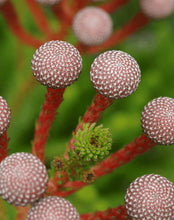 Load image into Gallery viewer, Brunia stokoei Majira