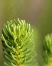 Load image into Gallery viewer, Brunia stokoei Majira