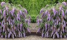 Load image into Gallery viewer, Buddleja Wisteria Lane