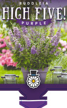 Load image into Gallery viewer, Buddleja High Five Purple
