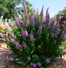 Load image into Gallery viewer, Buddleja High Five Purple