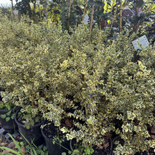 Load image into Gallery viewer, Buxus sempervirens Variegata