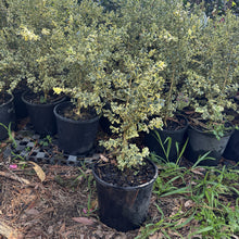 Load image into Gallery viewer, Buxus sempervirens Variegata