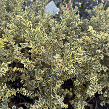 Load image into Gallery viewer, Buxus sempervirens Variegata