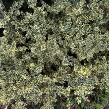 Load image into Gallery viewer, Buxus sempervirens Variegata
