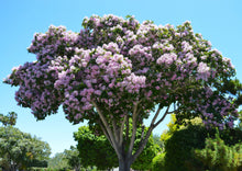 Load image into Gallery viewer, Calodendron capense Cape Chestnut