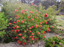 Load image into Gallery viewer, Callistemon citrinus Endeavour