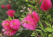 Load image into Gallery viewer, Callistemon Fluro Burst™ PBR
