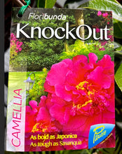 Load image into Gallery viewer, Camellia PBR Knock Out