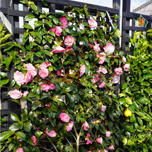 Load image into Gallery viewer, Camellia japonica Betty Ridley