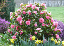 Load image into Gallery viewer, Camellia japonica Betty Ridley