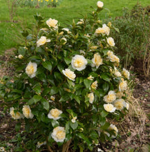 Load image into Gallery viewer, Camellia japonica Brushfields Yellow