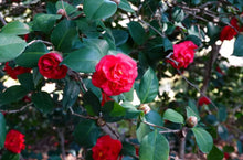 Load image into Gallery viewer, Camellia Japonica Emperor of Russia
