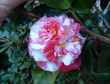 Load image into Gallery viewer, Camellia Japonica Emperor of Russia Variegated