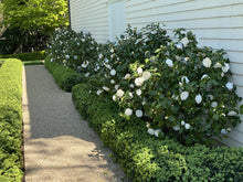 Load image into Gallery viewer, Camellia japonica 'Nuccio's Gem'