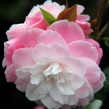Load image into Gallery viewer, Camellia japonica Sweet Jane