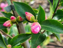 Load image into Gallery viewer, Camellia japonica Sweet Jane