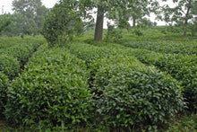 Load image into Gallery viewer, Camellia sasanqua Paradise Green Tea