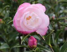 Load image into Gallery viewer, Camellia sasanqua Paradise Pearl
