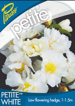 Load image into Gallery viewer, Camellia sasanqua Paradise Petite White