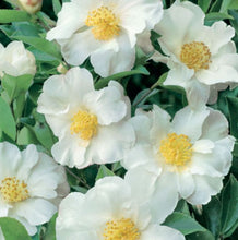 Load image into Gallery viewer, Camellia sasanqua Paradise Petite White
