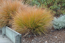 Load image into Gallery viewer, Carex testacea