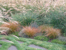 Load image into Gallery viewer, Carex testacea