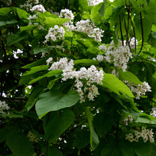 Load image into Gallery viewer, Catalpa bignonioides Nana