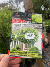 Load image into Gallery viewer, Catalpa bignonioides Nana