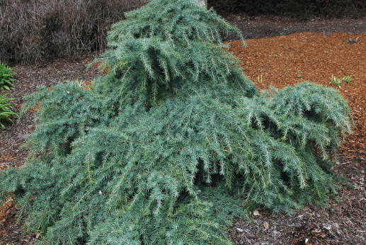 Cedrus deodara Feelin Blue　ヒマラヤシーダー　苗 Cedrus deodara Feelin Blue – Mountain View Nursery
